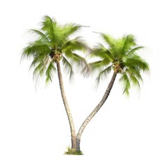 Tropical Palm Trees Isolated on White