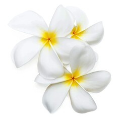 Fototapeta premium Plumeria Flowers Isolated on White