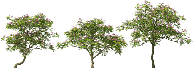sleeping tree, silk acacia trees highres detailed arch viz cut out plants pink © Mathias Weil