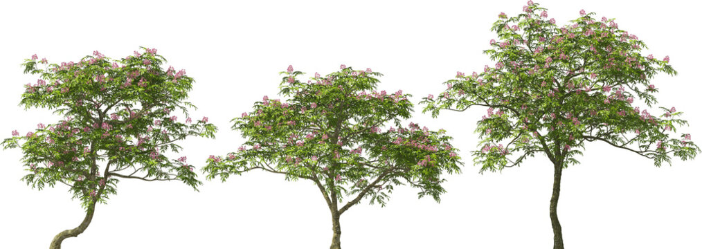 sleeping tree, silk acacia trees highres detailed arch viz cut out plants pink