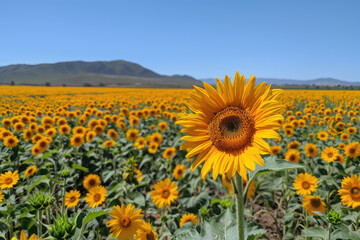 a sunflower with a blue sky and a few clouds in the background