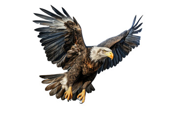 Fototapeta premium Eagle (PNG 8640x5760)