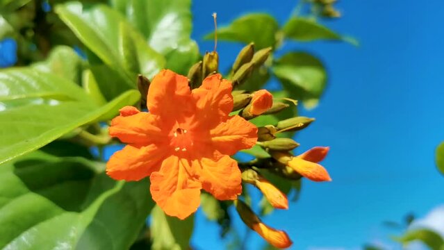 Ziricote Cordia Dodecandra flowering tree with orange flowers in Mexico.