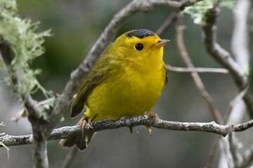 Fototapeta premium Vibrant Wilson's Warbler with a black cap perched on a branch in a forest setting.
