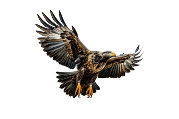 Obraz premium Eagle (PNG 8640x5760)