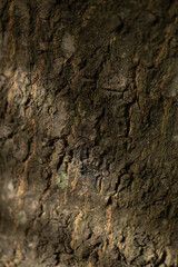 Tree bark texture, high gain tree texture