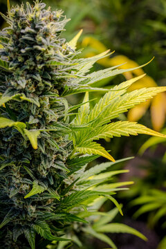 Sao Paulo, SP, Brazil - August 7 2023: Close up cannabis flower details.