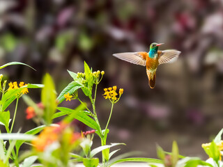 Un colibrí de colores brillantes revolotea entre flores amarillas en un jardín, capturando la esencia de la naturaleza en pleno vuelo. © Richard