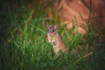 a portrait from a wood mouse, apodemus sylvaticus, in the garden on the green grass at a summer evening