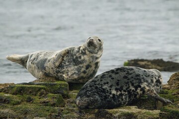 A Grey Seal on the Rocks