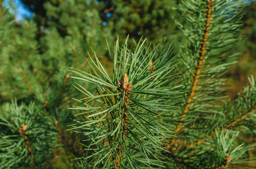 Green pine branches. Green needles on pine branches, conifers.
