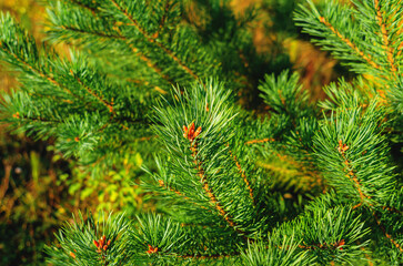 Green pine branches. Green needles on pine branches, conifers.