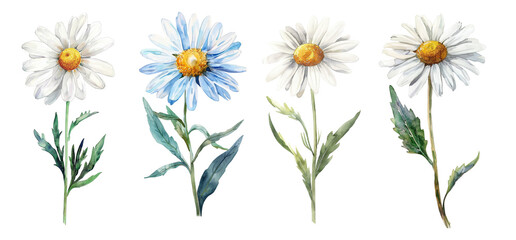 Watercolor daisy set. 