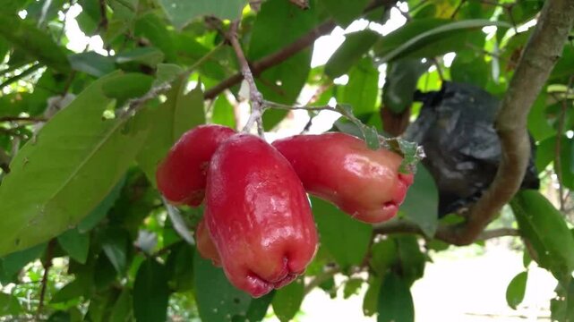 Close up fresh and natural ripe rose apple fruit on the tree. green nature guava.