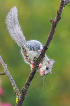 Cute edible dormouse with beautiful grey fur and long bushy tail climbs upside down on a branch with blurred green background