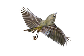 Ruby-crowned Kinglet (Regulus calendula) Photo, in Flight on an Isolated Transparent PNG Background