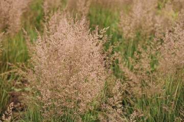 Bent grass also known as bentgrass or colonial bent or Agrostis capillaris. Abstract neutral background.