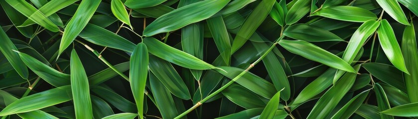 Obraz premium Stylized bamboo leaves