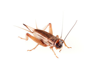 A brown cricket. House crickets. Acheta Domesticus 