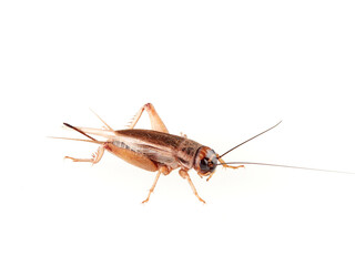 A brown cricket. House crickets. Acheta Domesticus 