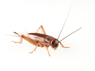 A brown cricket. House crickets. Acheta Domesticus 