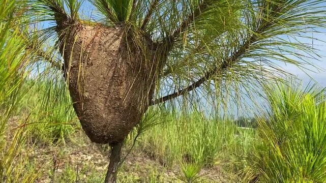 cuckoo beehive clenches onto the pine tree branches. Close up
