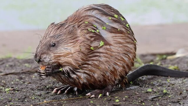 A close-up muskrat sits on the ground near the water and eats towards the camera lens on a cloudy summer day.