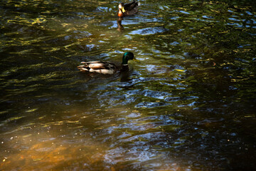 duck in the water
