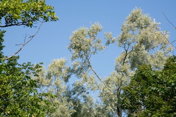 leaves against sky