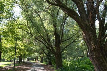 path in the park