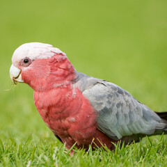 Galah, a pink cockatoo 