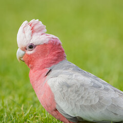 close up of a galah, a pink cockatoo  © Leandro
