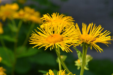 Closeup Inula magnifica (Giant Fleabane) blooming yellow flower in summer garden. Growing flowers , planting,gardening concept. 