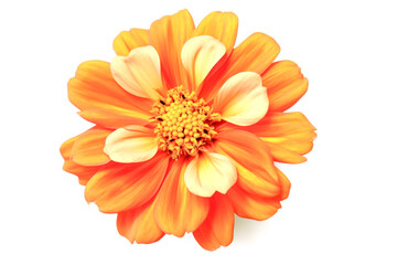 A single orange flower with a green stem.