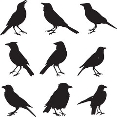 Collection of Black Bird Silhouettes: Vector Design Elements