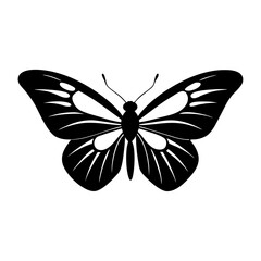 butterfly on white background