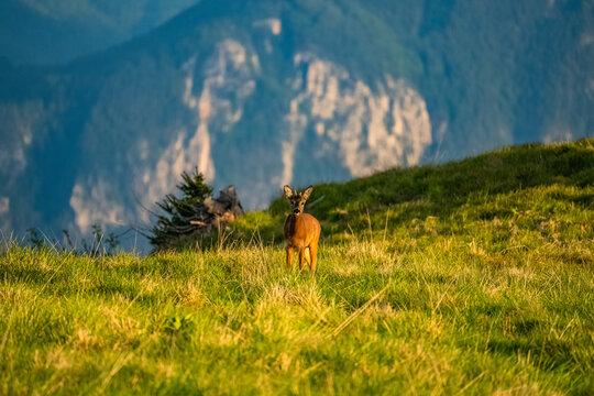 Sonnenuntergang Rennfeld Reh - Bruck an der Mur - Steiermark - Hochsteiermark
