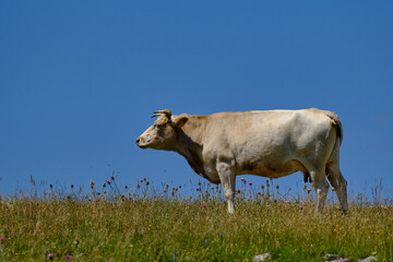 Kuh vor blauen Himmel