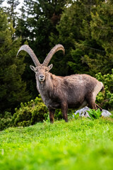 Sonnenuntergang Hochlantsch Steinbock - Almenland - Steiermark - Teichalm - Grazer Bergland