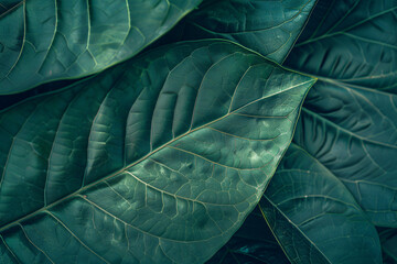 Obraz premium Green leaf texture background, close-up of the veins on one side of an elegant tropical green leaf, macro photography, symmetrical composition, detailed texture, vibrant colors, natural lighting, gree