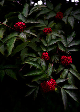 holly berries on black 1