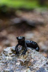 Alpensalamander - Salamandra atra - Hochschwab Region - Alpen