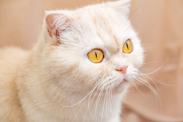 cat's head with yellow eyes close-up, selective focus