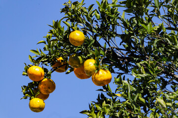 Tree with organic tangerine (Citrus reticulata) with blue butt in the background. The fruit is also known as ponca, tangerine, morgote, bergamot or mimosa, a fruit with a strong, citrusy smell found i