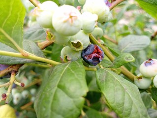 Ripe berries on a blueberry bush are damaged by birds. Background of healthy tasty blueberry berries. Natural backgrounds and textures.