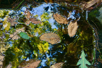 Leaves floating in a pool of water in the mountains of North Georgia in the springtime