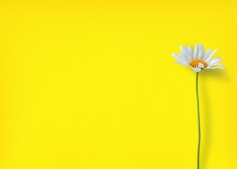 White Flower on Yellow Background:AI-Generated 