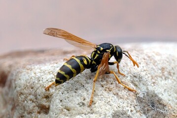 Eine Wespe auf einem Stein in der Vogeltr&auml;nke