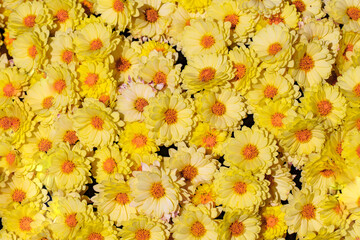 background of flowers with yellow petals, top view