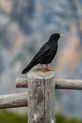 Alpendohle - Pyrrhocorax graculus